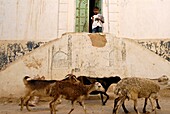 Yemen, Hadhramaut Governorate, Shibam, listed as World Heritage by UNESCO, young boy watching goats in the street