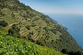 Italien, Ligurien, Cinque Terre, Weltkulturerbe der Unesco, auf dem Weinbergsweg zwischen Volastra und Corniglia