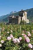 Italy, Aosta Valley, Saint Pierre, the castle Sarriod de la Tour and apple orchard