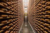 Frankreich, Jura, Poligny, Käserei Tourmont, Romain Foleas stellt Comté-Käse her, Reifekeller, Roboterisierung des Käseschleuderns und -bürstens