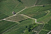 France, Jura, Chateau Chalon, the vineyard