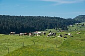 France, Jura, Les Moussieres, herd of dairy cows in the Bellecombe valley