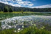 Frankreich, Ain, Oyonnax, der Genin-See, ein Naturjuwel in der Stadt Charix im Juragebirge