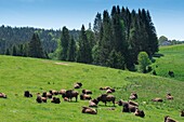 Frankreich, Jura, La Pesse, brütende Bisons auf der Weide