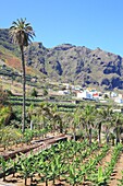 Spanien, Kanarische Inseln, Teneriffa, Provinz Santa Cruz de Tenerife, Las Cruces, Bananenplantage