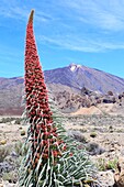 Spanien, Kanarische Inseln, Teneriffa, Provinz Santa Cruz de Tenerife, Teide-Nationalpark (UNESCO-Welterbe), Teneriffa-Viper (Echium wildpretii) mit dem Vulkan Teide im Hintergrund
