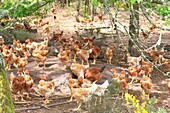 Frankreich, Landes, Landes de Gascogne, Carcen Ponson, gelbe, in Freiheit gezüchtete Hühner der Landes (rotes Etikett)