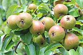 Frankreich, Indre et Loire, Sepmes, Vergers de la Manse (Mitglied des Labels Vergers Ecoresponsables), Birnbäume im Obstgarten