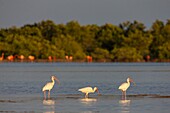 Cuba, Zapata Peninsula, Bay of Pigs, Las Salinas, UNESCO Biosphere Reserve, the largest wetland in Cuba and the Caribbean, white ibis (Eudocimus albus)