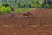 Cuba, Pinar del Rio province, Vinales, Vinales National Park, Vinales Valley listed as World Heritage by UNESCO, man working in the fields