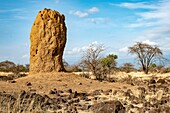 Kenia, Magadi-See, Termitenhügel