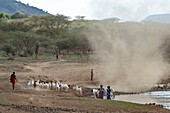Kenya, lake Magadi, Masai and cattle