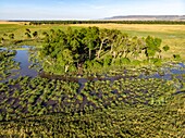 Kenia, Masai Mara Wildreservat, Musiara-Sumpf aus einer Drohne