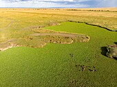 Kenia, Masai Mara Wildreservat, Flusspferd (Hippopotamus amphibius), Tümpel aus einer Drohne in der Nähe des Gouverneurslagers