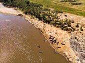 Kenya, Masai Mara Game Reserve, Mara river from a drone, Hippopotamus (Hippopotamus amphibius)