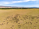 Kenia, Masai Mara Wildreservat, Büffelherde aus einer Drohne