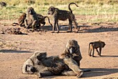 Kenya, Masai Mara Game Reserve, Olive baboon (Papio hamadryas anubis), grooming