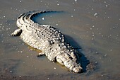 Kenya, Masai-Mara reserve, Nile crocodile (Crocodylus niloticus), Mara river
