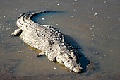 Kenia, Masai-Mara Reservat, Nilkrokodil (Crocodylus niloticus), Mara Fluss