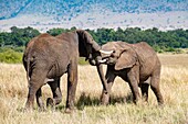 Kenya, Masai Mara Game Reserve, Elephant (Loxodonta africana), young males playing to fight