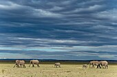 Kenia, Masai Mara Wildreservat, Elefant (Loxodonta africana), Herde bewegt sich in den Ebenen vor einem Sturm