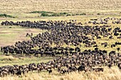 Kenia, Masai Mara Wildreservat, Gnu (Connochaetes taurinus), Wanderherde