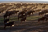 Kenia, Masai Mara Wildreservat, Gnu (Connochaetes taurinus), Wanderherde bei Sonnenaufgang