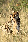 Kenia, Masai Mara Wildreservat, Gepard (Acinonyx jubatus), Weibchen tötet ein junges Impala