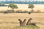 Kenia, Masai Mara Wildreservat, Gepard (Acinonyx jubatus), Weibchen und Jungtiere schauen von einem Termitenhügel auf die Ebene