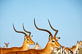 Kenia, Masai Mara Wildreservat, Impala (Aepyceros melampus), Männchen