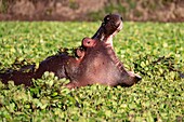Kenya, Masai Mara Game Reserve, Hippopotamus (Hippopotamus amphibius), male yawning in water lettuces
