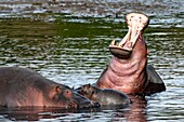 Kenia, Masai Mara Wildreservat, Flusspferd (Hippopotamus amphibius), Weibchen und ihr Baby in der Nähe eines angriffslustigen Männchens
