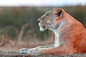 Kenia, Masai Mara Wildreservat, Löwe (Panthera leo), Weibchen bei Sonnenuntergang