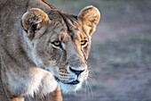 Kenya, Masai Mara Game Reserve, lion (Panthera leo), female looking at a prey