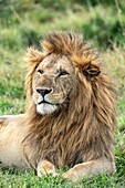 Kenia, Masai Mara Wildreservat, Löwe (Panthera leo), Männchen