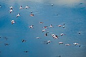 Kenya, lake Magadi, lesser flamingoes (Phoeniconaias minor), flying
