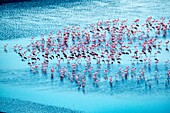 Kenya, lake Magadi, lesser flamingoes (Phoeniconaias minor), beginning a courtship display (aerial wiew)