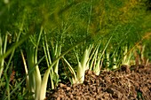 France, Aveyron, Najac, Les Jardins de la Riviere, Marie Lucille and Xavier Breton, market gardener, organic producer, Fennel (Foeniculum vulgare subsp. sativum)