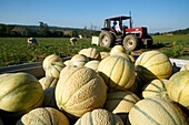 Frankreich, Lot, Montlauzun, Ortschaft Les Bertioles, Bernard Borredon, Präsident der Melon du Quercy und Erzeuger, Ernte der Quercy-Melone