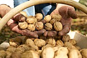France, Occitan, Lot, Masclat, Pascal Marcou, producer of Perigord nuts, GAEC des Rousses, AOP, Harvesting nuts