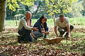 France, Occitan, Lot, Masclat, Pascal Marcou, producer of Perigord nuts, GAEC des Rousses, AOP, Harvesting nuts