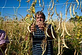 France, Hautes Pyrenees, Tarbes, farm, Michel Dulac, producer of Tarbais Beans, France, Hautes Pyrenees, Tarbes, farm, Michel Dulac, producer of Tarbais Beans, harvest