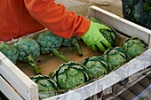 France, Pyrenees Orientales, Torreilles, Sanchez Jose Marie, Farmer, Artichokes of Roussillon (IGP), the artichokes are sorted and packaged in the crates