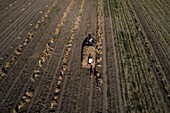 France, Tarn, Lautrec, Gael Bardou, producer of pink Garlic Lautrec and President of the Red Label Defense Association and IGP pink garlic Lautrec, after the passage of mechanized machinery, harvesting garlic boots is done manually, aerial view