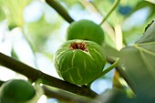 France, Aveyron, Najac, Fig