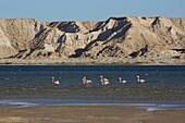 Marokko, Westsahara, Dakhla, rosafarbene Flamingos ruhen sich auf der Lagune aus, im Hintergrund die Wüstenberge