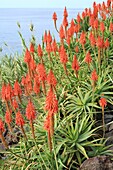 Portugal, Madeira-Insel, Faja dos Padres, blühende Aloe vera