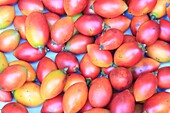 Portugal, Insel Madeira, Funchal, Markt (Mercado dos Lavradores), Einheimische Früchte Tamarillos (Solanum betaceum), auch Baumtomaten genannt