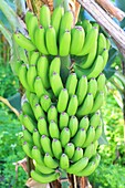 Portugal, Madeira Island, Ponta do Sol, a banana diet in a banana plantation