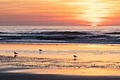 France, Somme, Bay of Somme, Quend Plage, sea birds (seagulls and gulls) on the beach at sunset